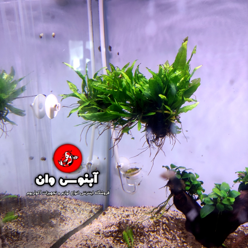 هلدر
