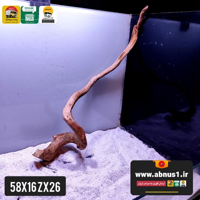 ریشه آبنوس 57 سانت کد zx26
