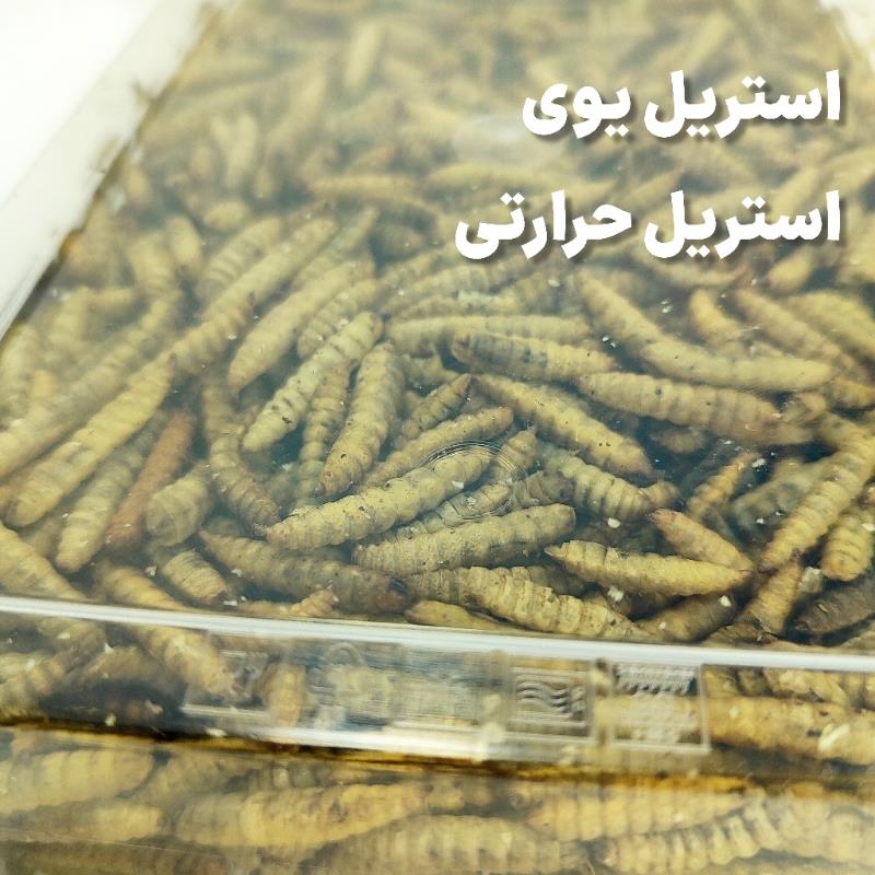 لارو مگس سرباز