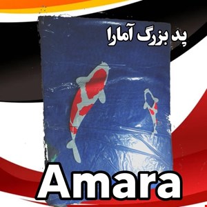 پد درجه یک بزرگ آمارا