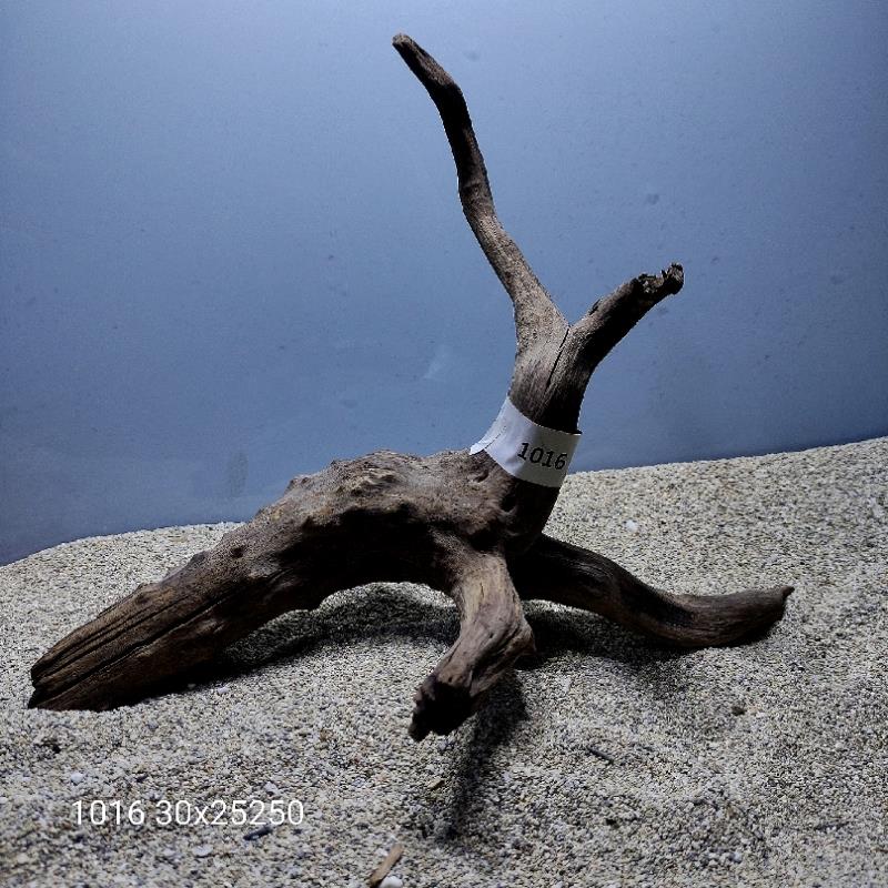 ارسال این ریشه رایگان می باشد