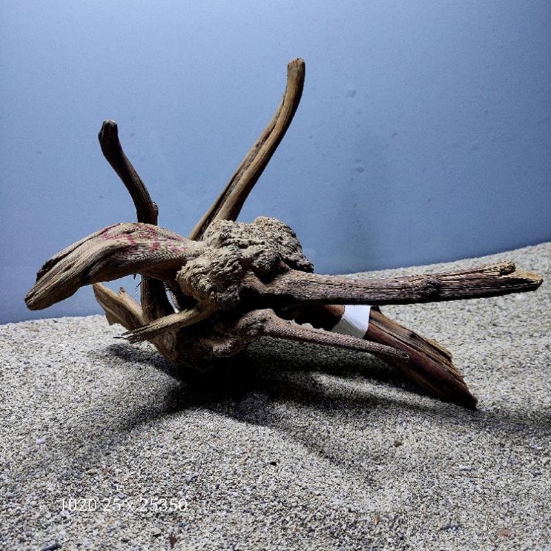 ارسال این ریشه رایگان می باشد