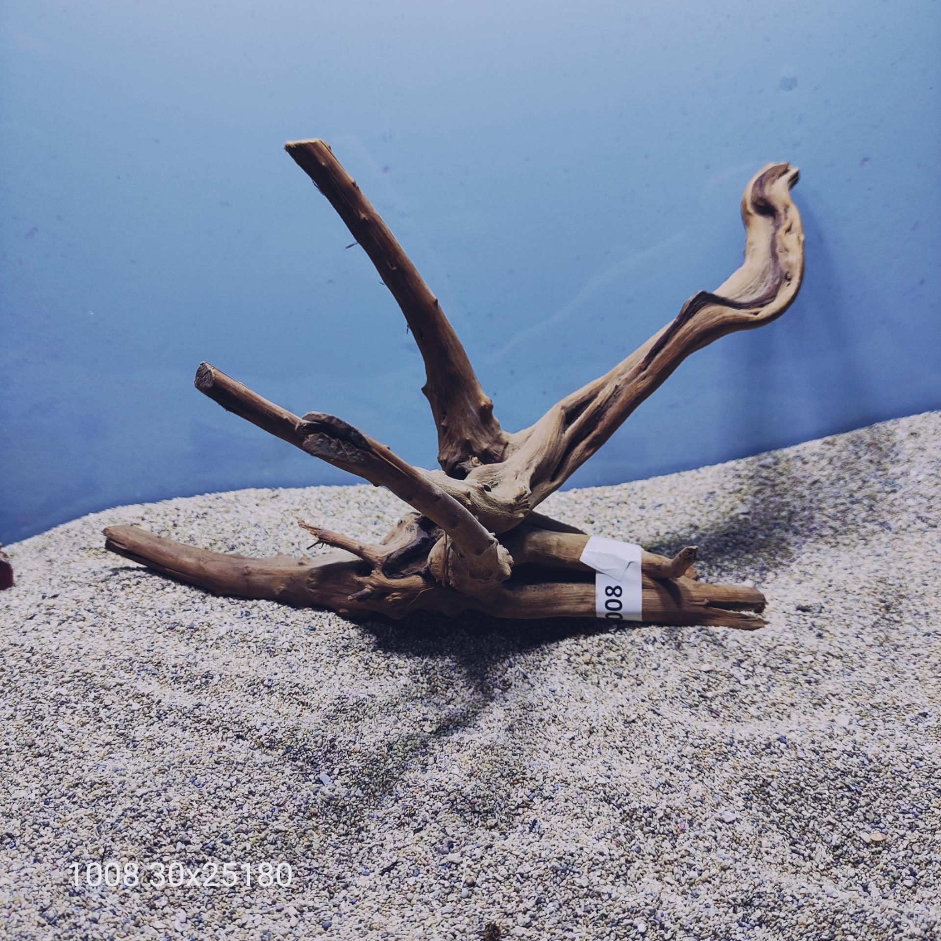 ارسال این ریشه رایگان می باشد