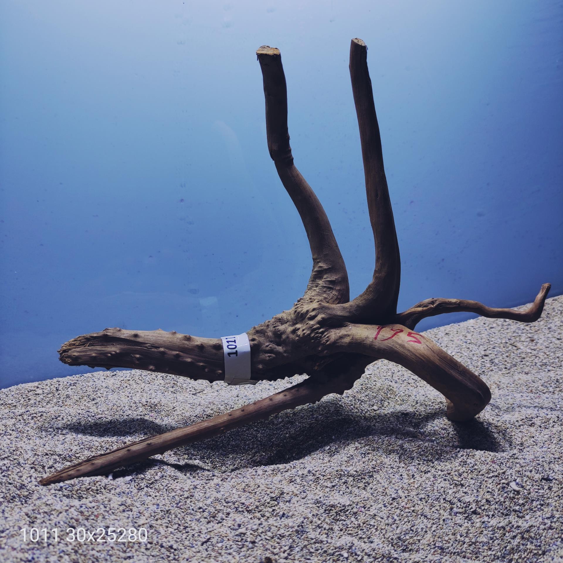 ارسال این ریشه رایگان می باشد