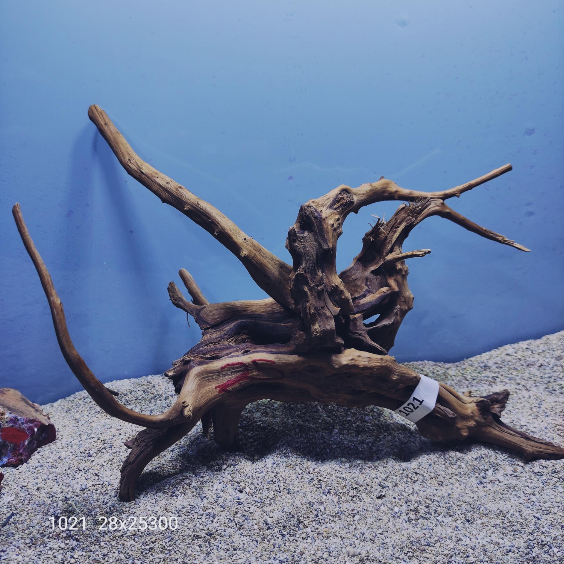 ارسال این ریشه رایگان می باشد