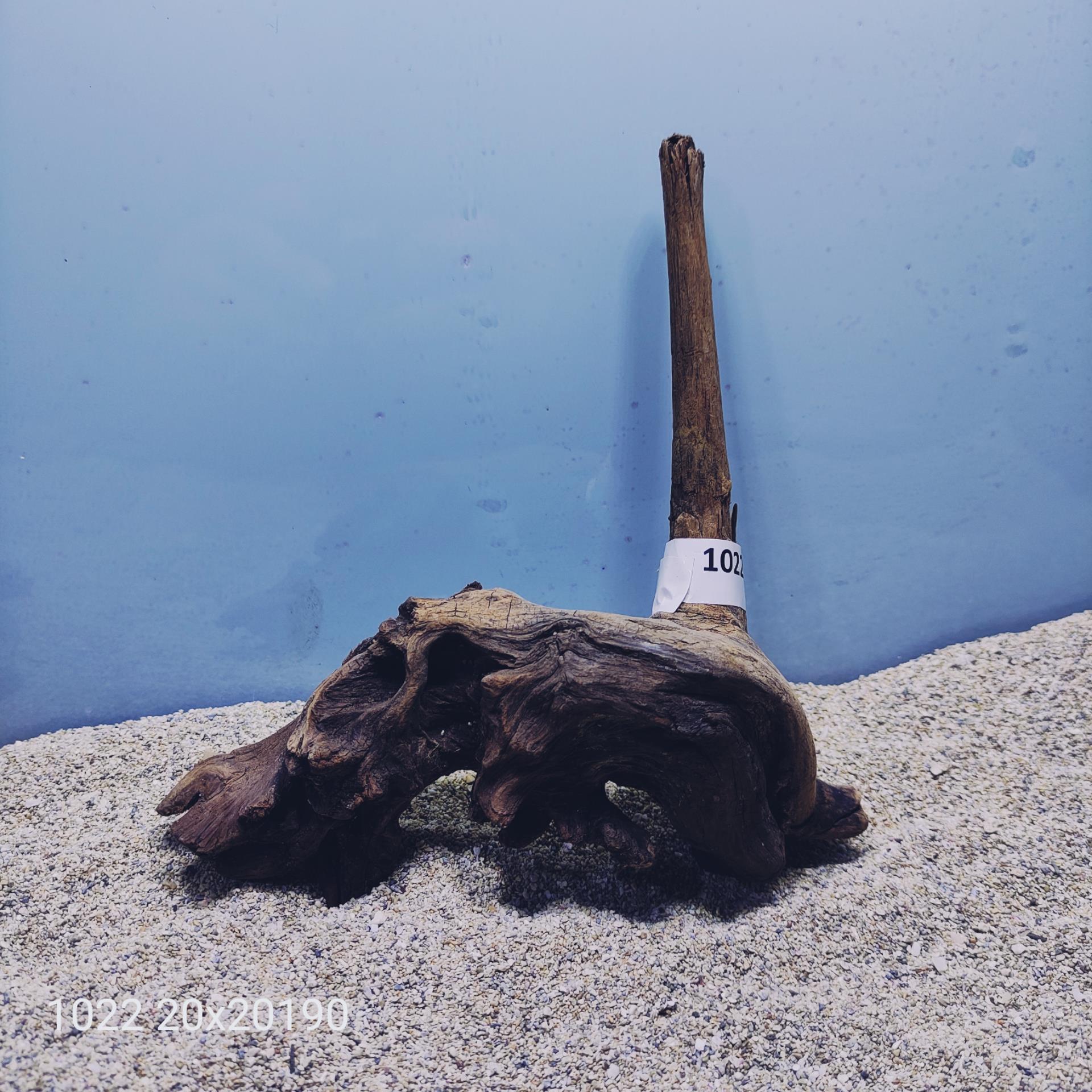 ارسال این ریشه رایگان می باشد