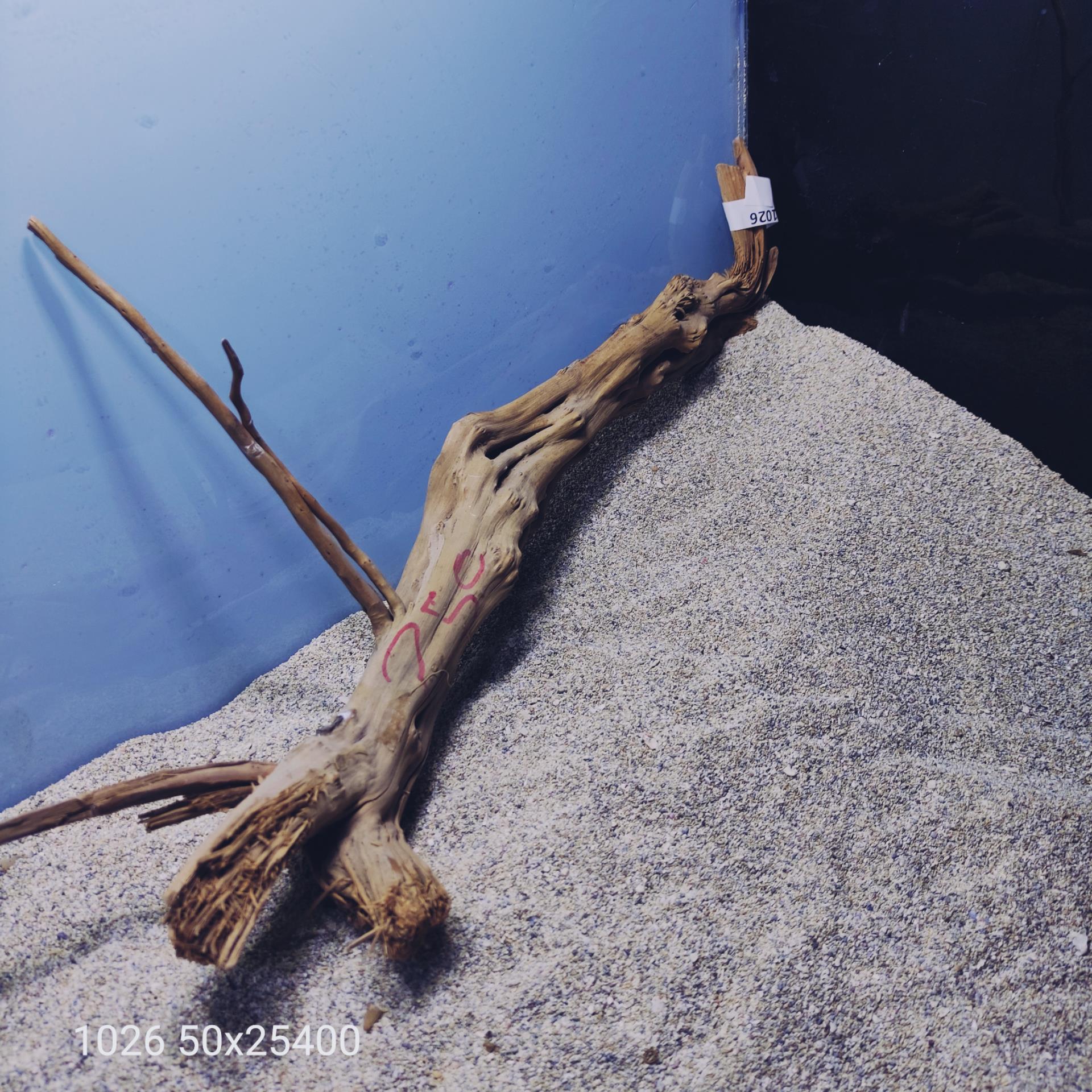 ارسال این ریشه رایگان می باشد