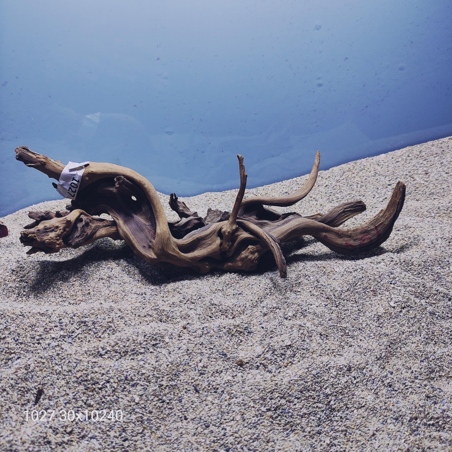 ارسال این ریشه رایگان می باشد