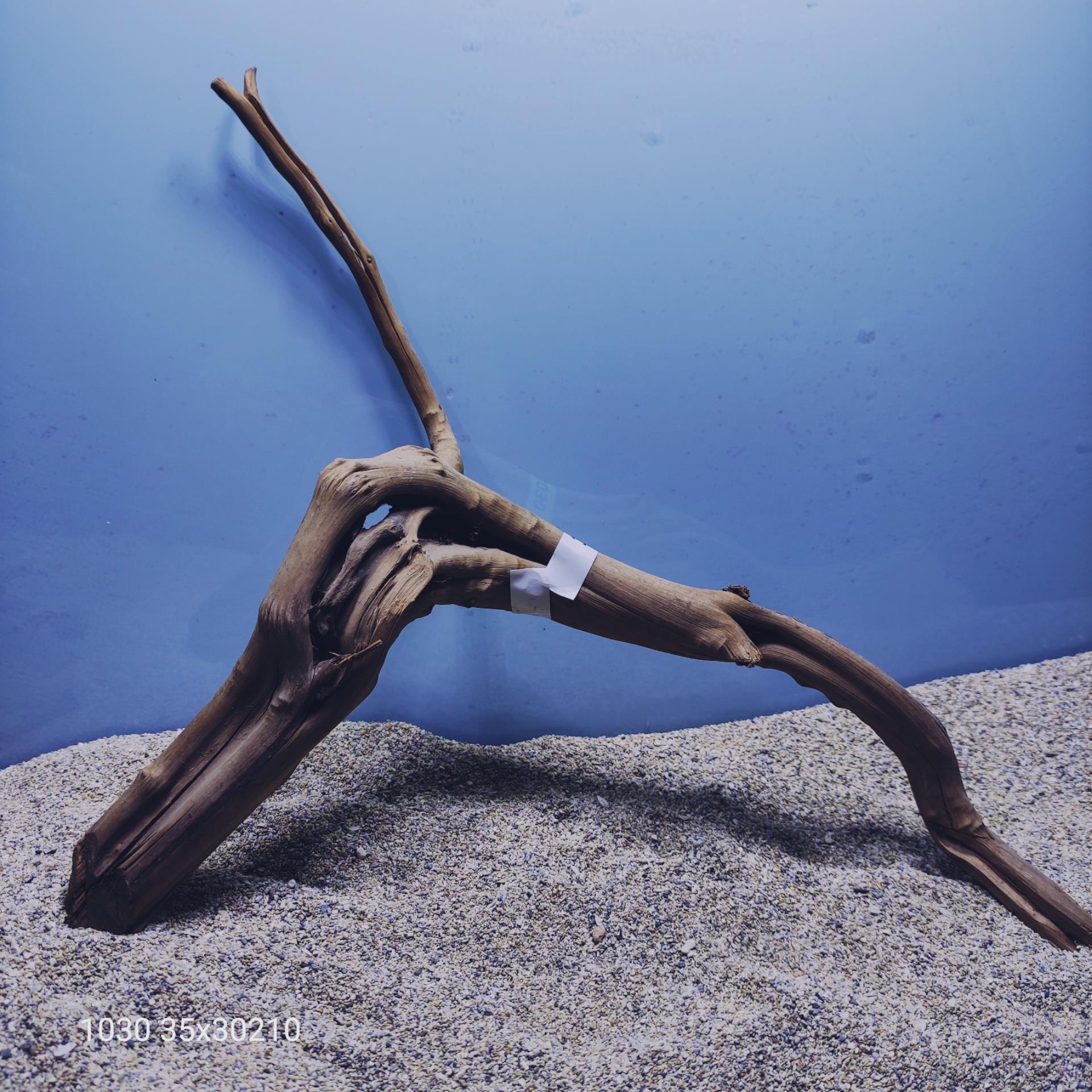 ارسال این ریشه رایگان می باشد