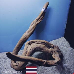 ریشه آبنوس کد1031