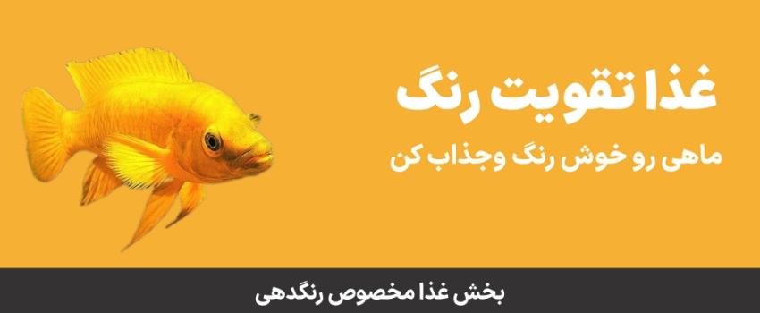 غذای تقویت رنگ ماهی